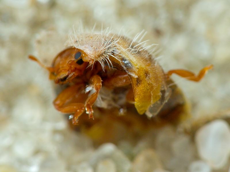 Subcoccinella vigintiquatuorpunctata (Linnaeus, 1758)
